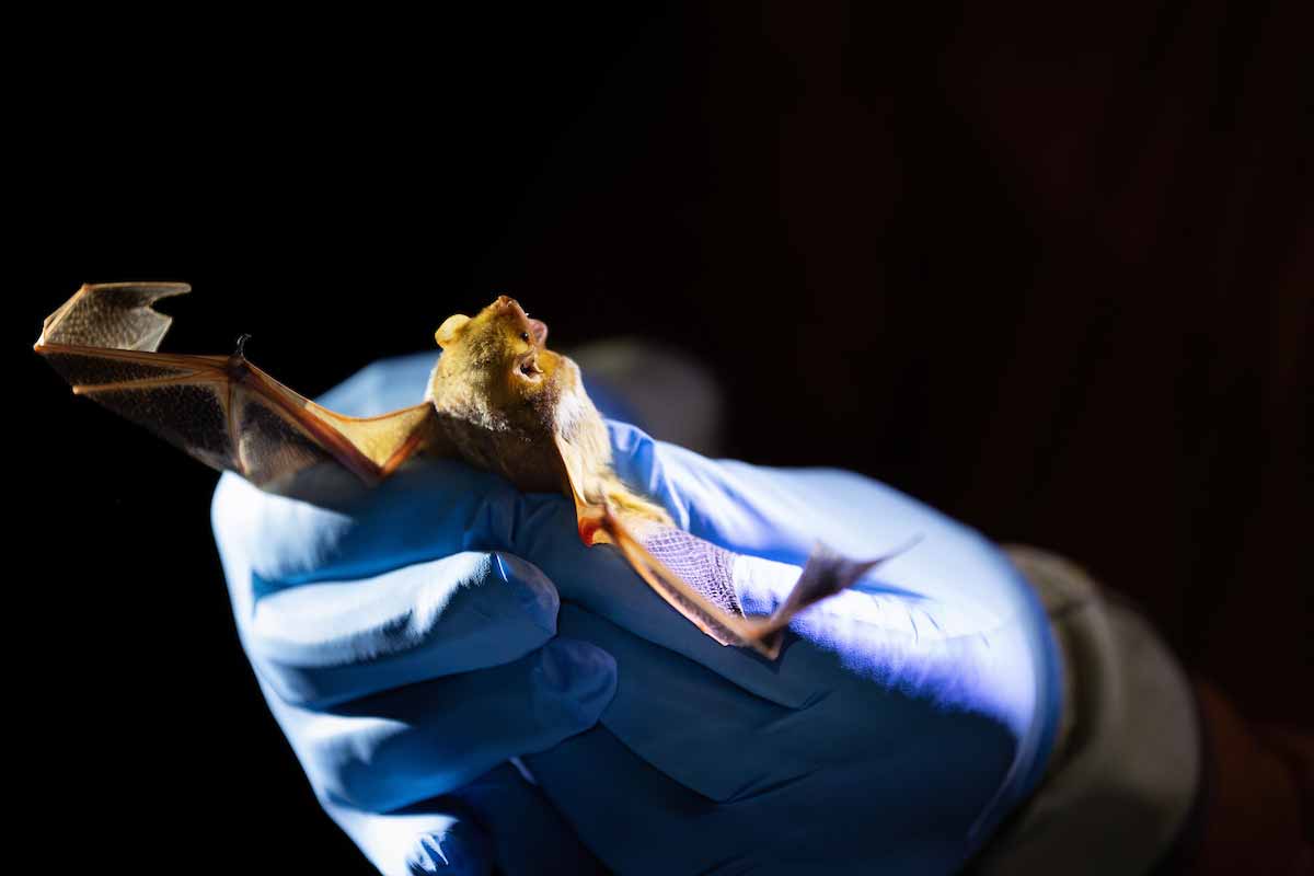 A small brown bat spreads its wings while being gently held in blue-gloved hands during a research examination against a dark background. 