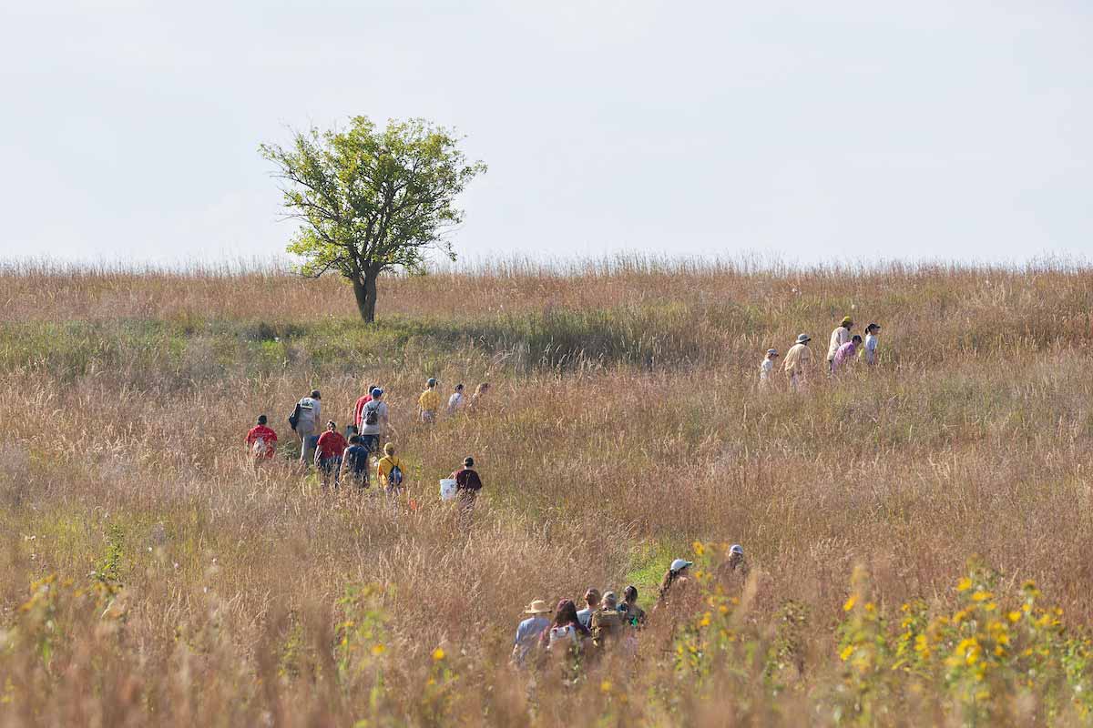 A group of students walk along a grassy trail surrounded by tall brown, yellow, and green grass with a lone tree with green leaves in the distance. 