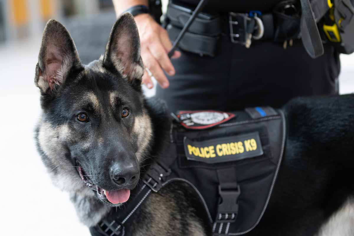 Therapy K9 Ares
