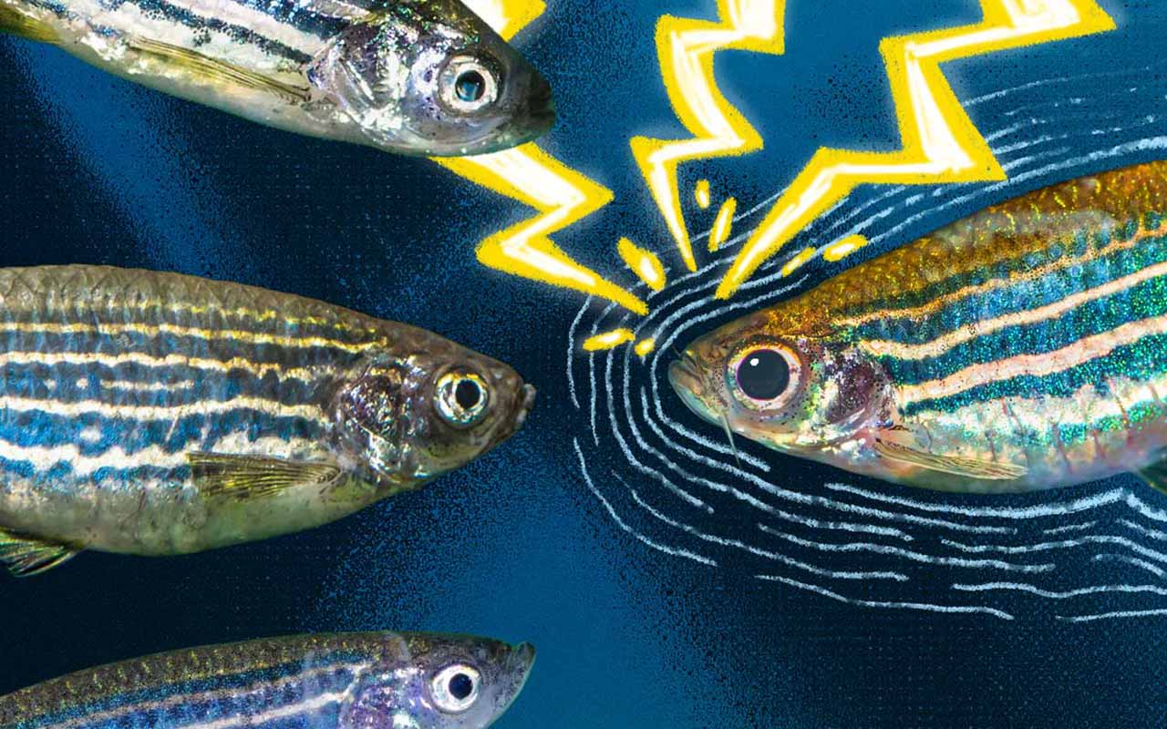 Illustration of several striped zebrafish underwater, with one fish emitting visible ripple-like signals toward another. Yellow lightning-bolt graphics highlight the interaction, representing communication or sensory signaling between the fish. 