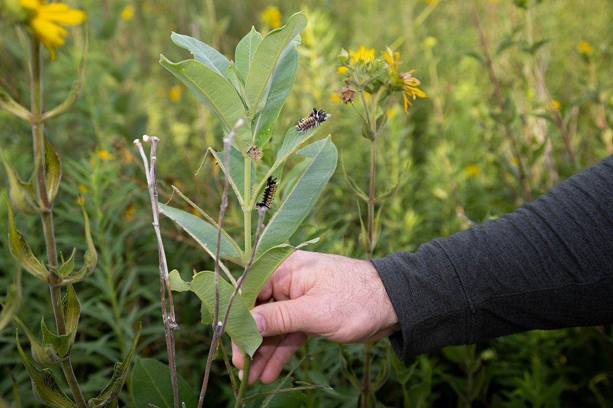 University of Nebraska at Omaha alumni Gary Barrineau works as the Preserve Manager at Turkey Creek Preserve in rural Fort Calhoun, Nebraska. Barrineau is seen here on the preserve on Tuesday, July 21, 2026. (UNO Marketing and Communications/Ryan Soderlin) 
