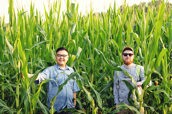 wo students stand in a field of tall corn conducting agricultural research.