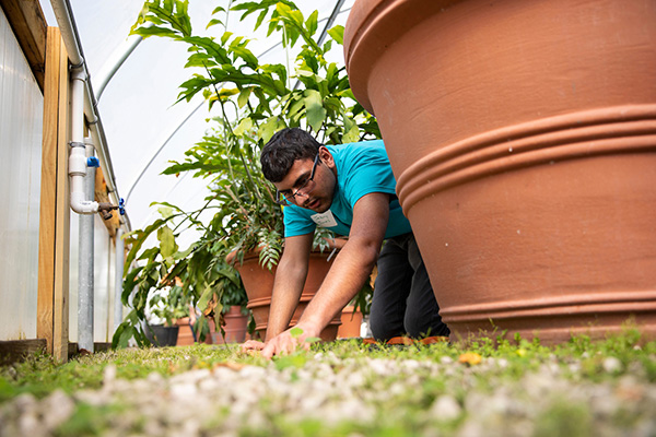 Student working on plants for Earth Day service.