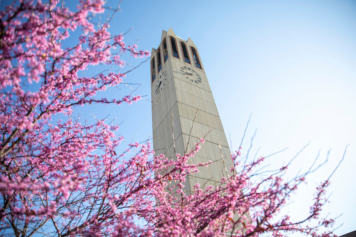 The campanile with flowering trees