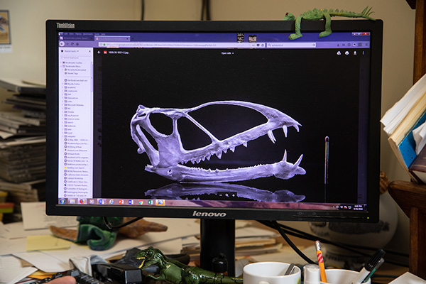 a 3D model of a dinosaur skull is displayed on a computer monitor